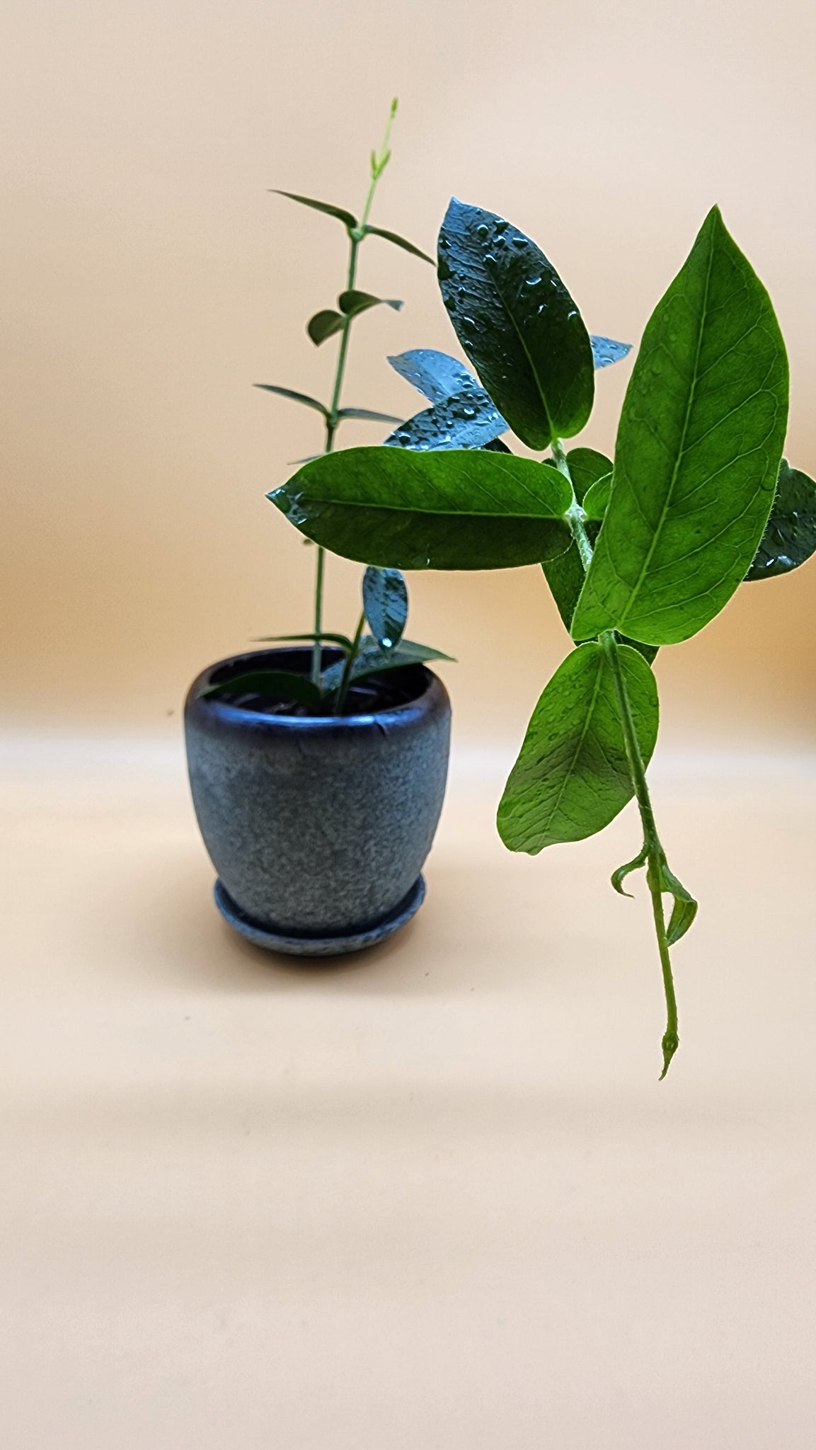 Hoya densifolia --Plant Bro