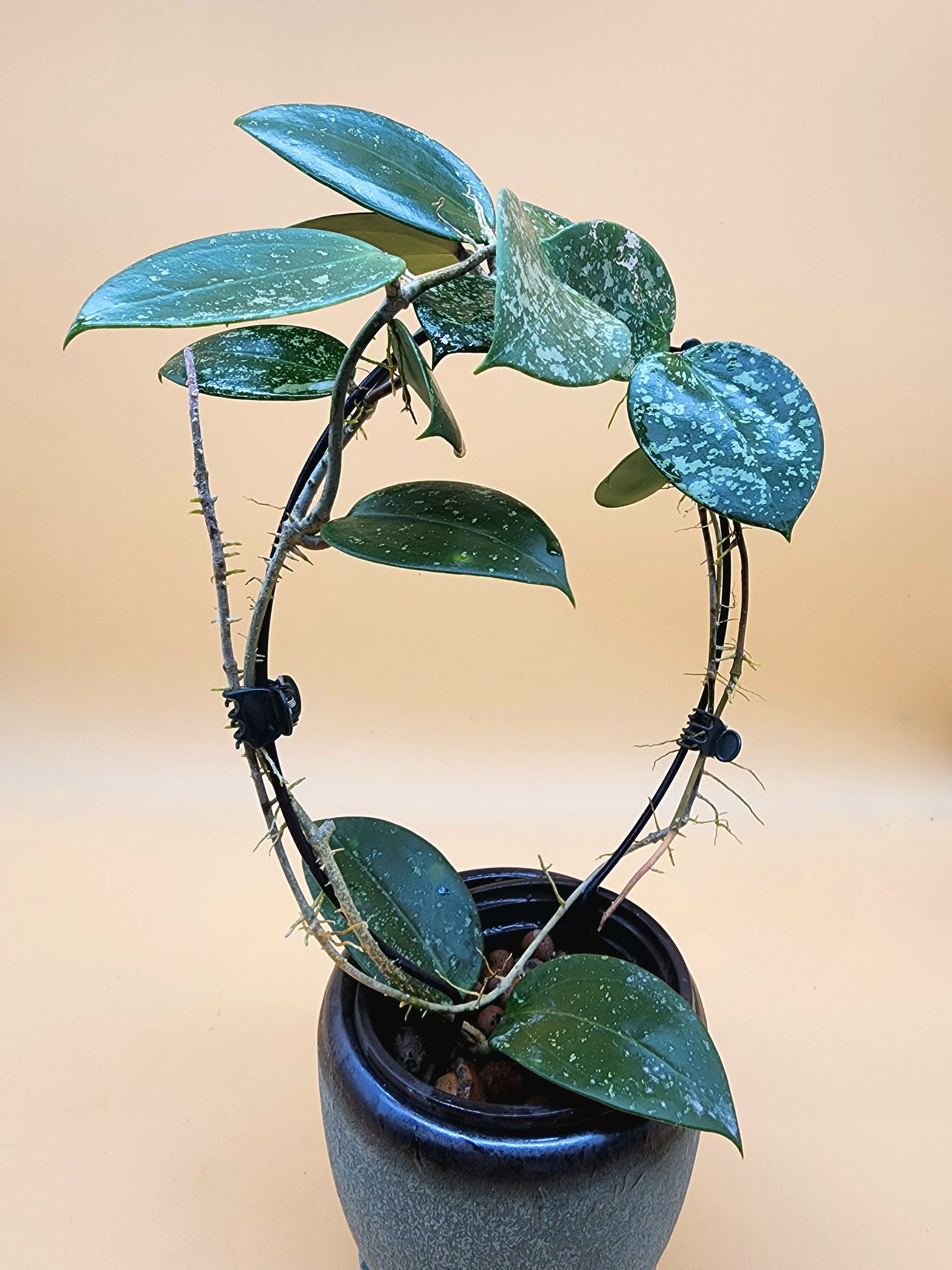 Hoya verticillata aka parasitica heart leaf splash