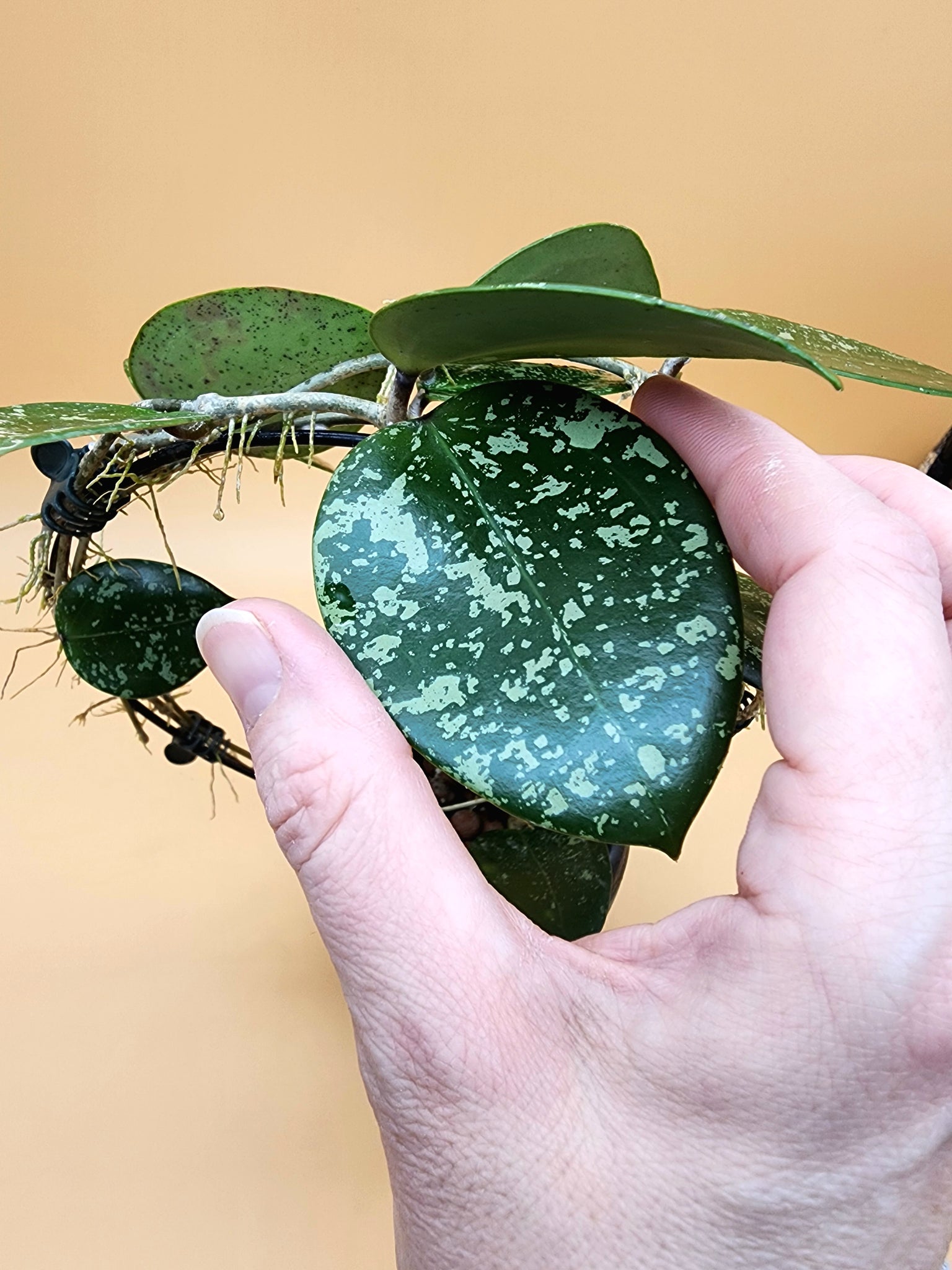 Hoya verticillata aka parasitica heart leaf splash