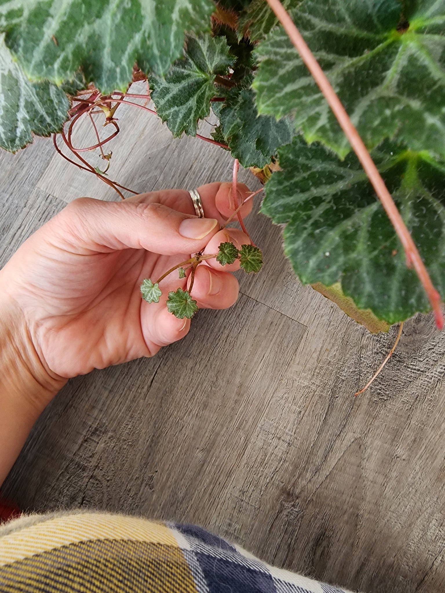 Strawberry Begonia