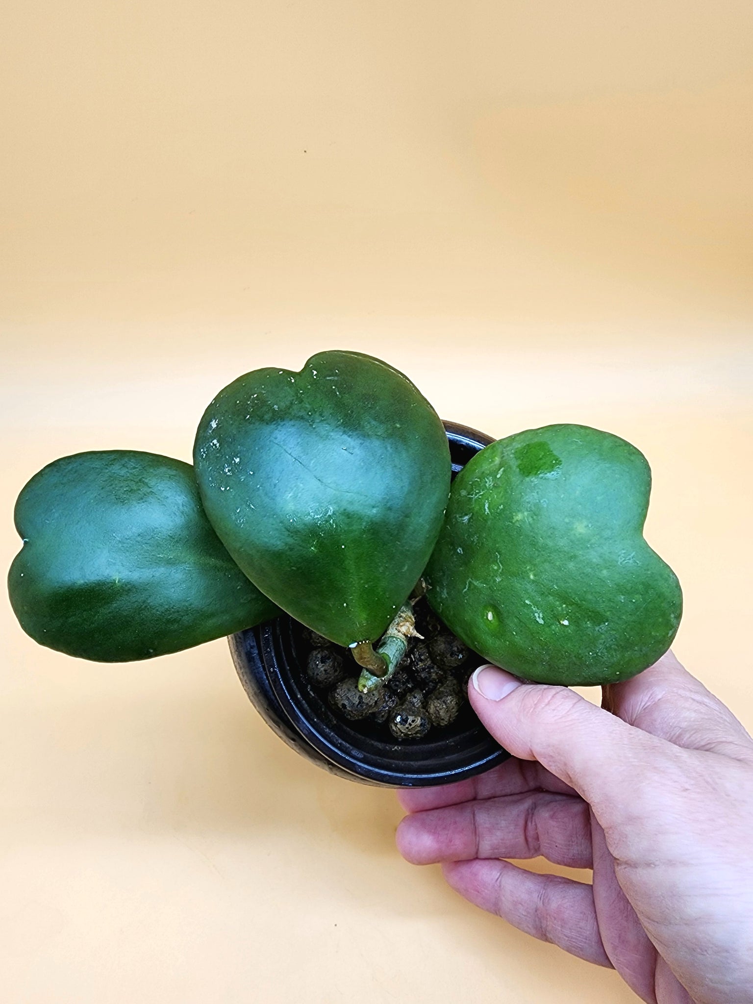 Hoya kerrii green
