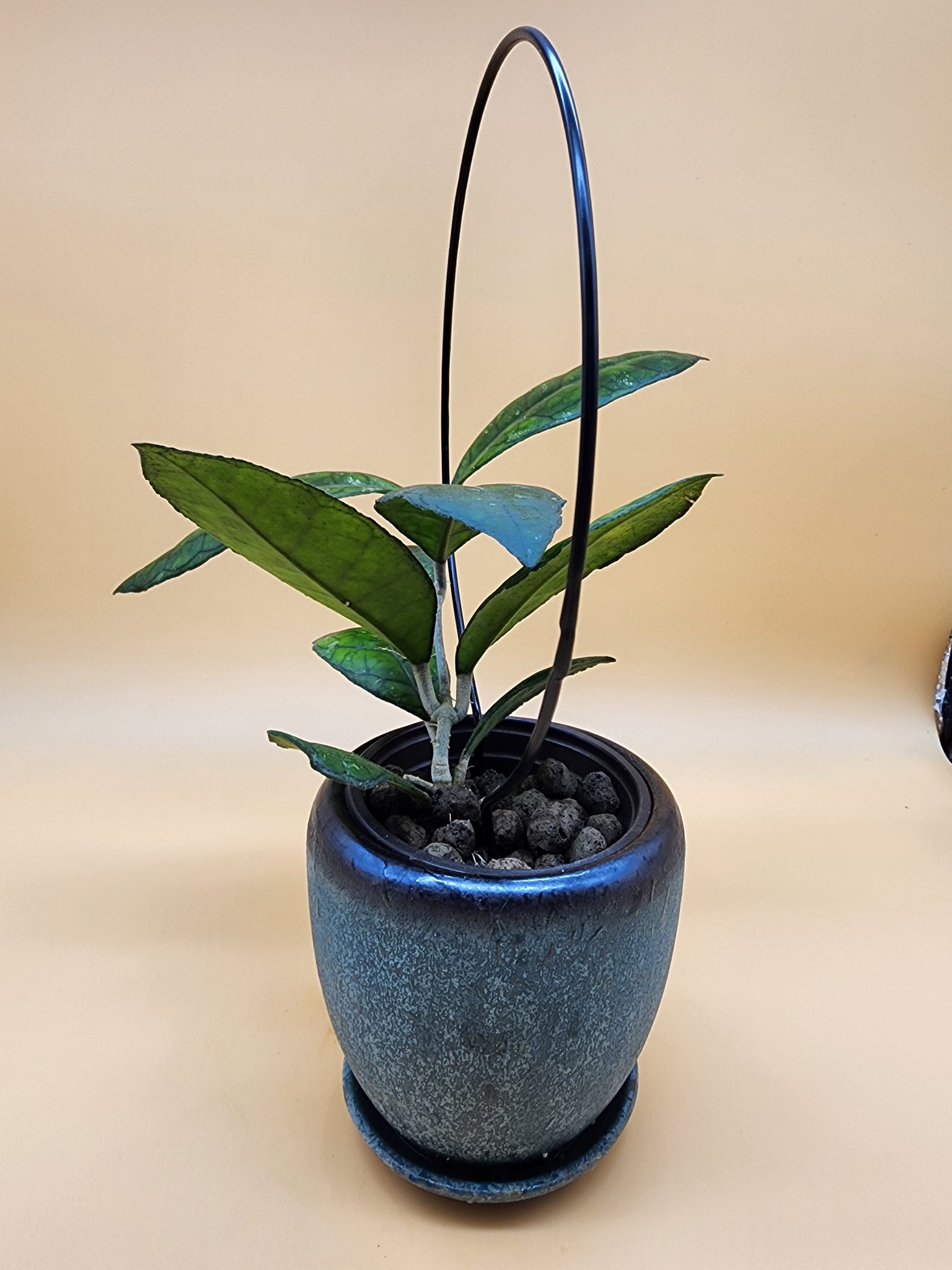 Hoya Ah-021 --Plant Bro