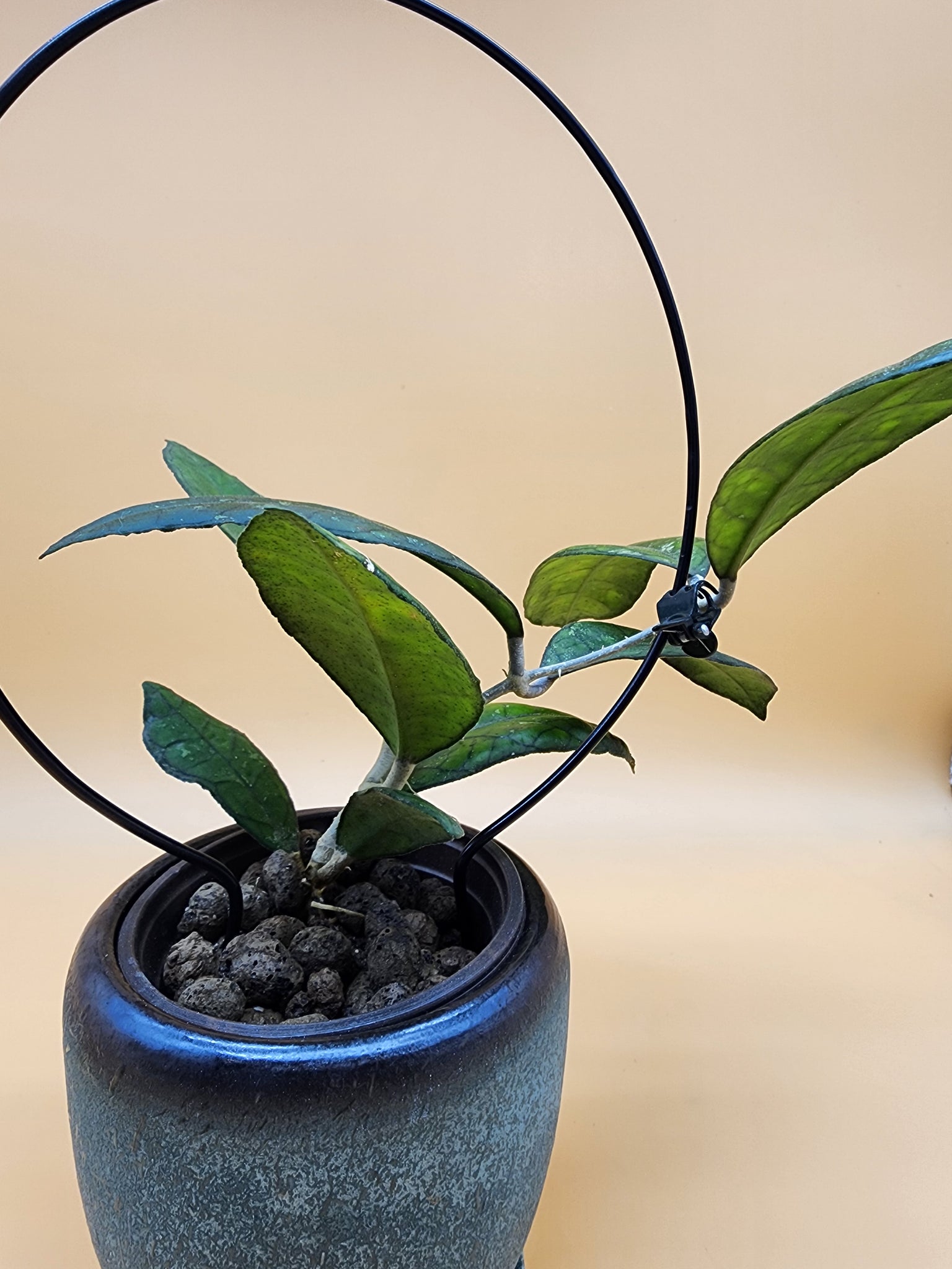 Hoya Ah-021 --Plant Bro