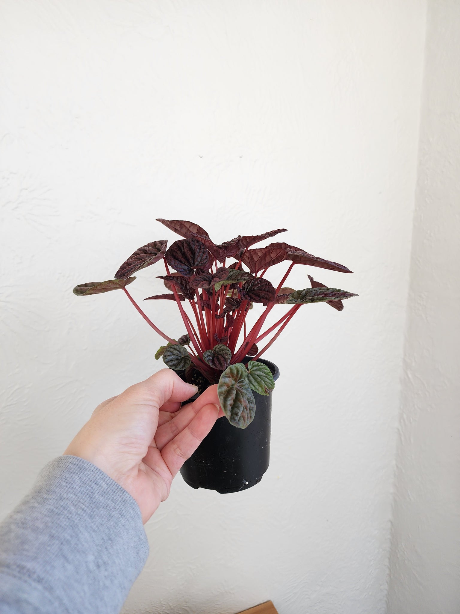 Pepperomia red ripple