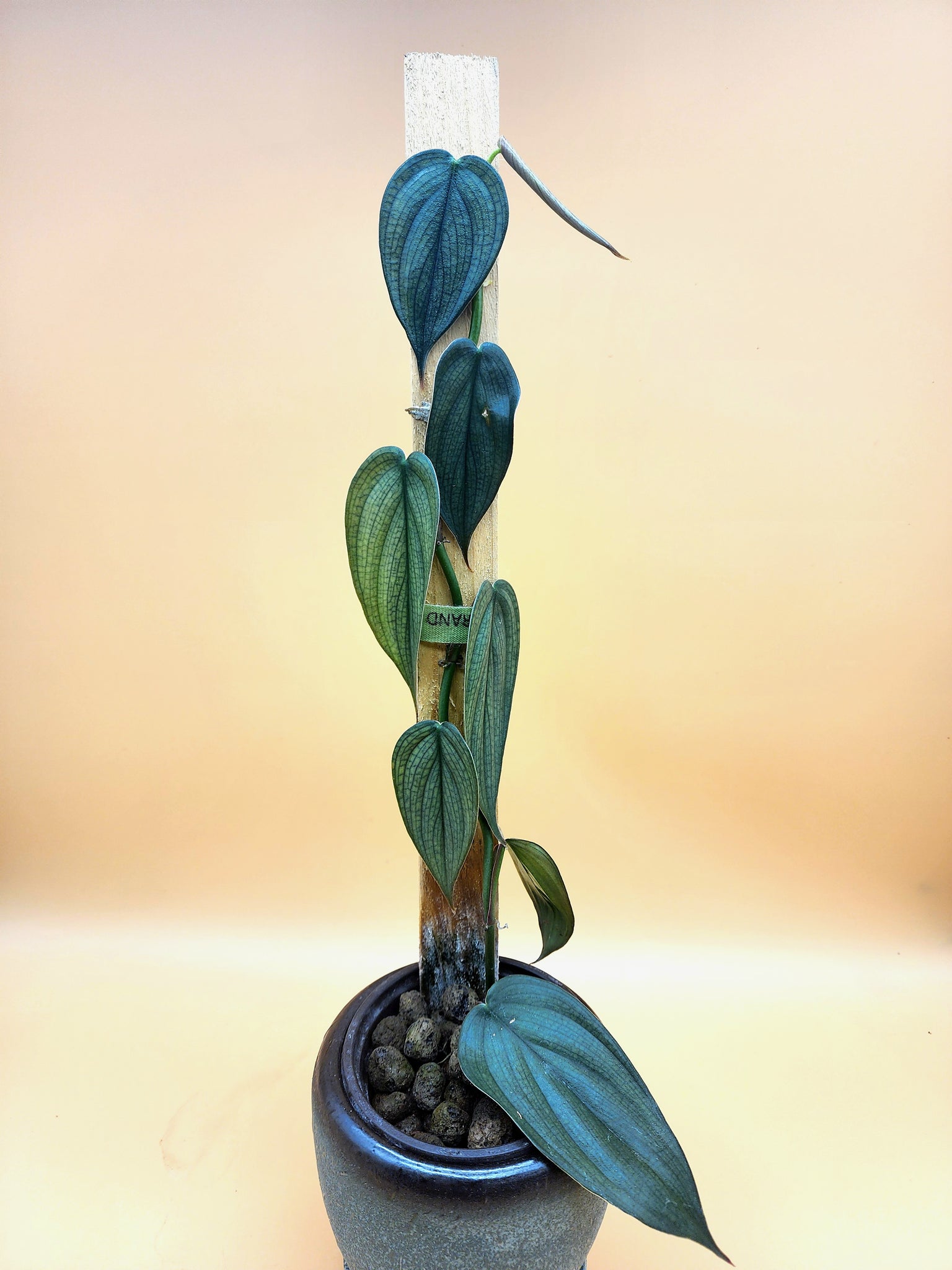 Philodendron Burle Marx Fantacy