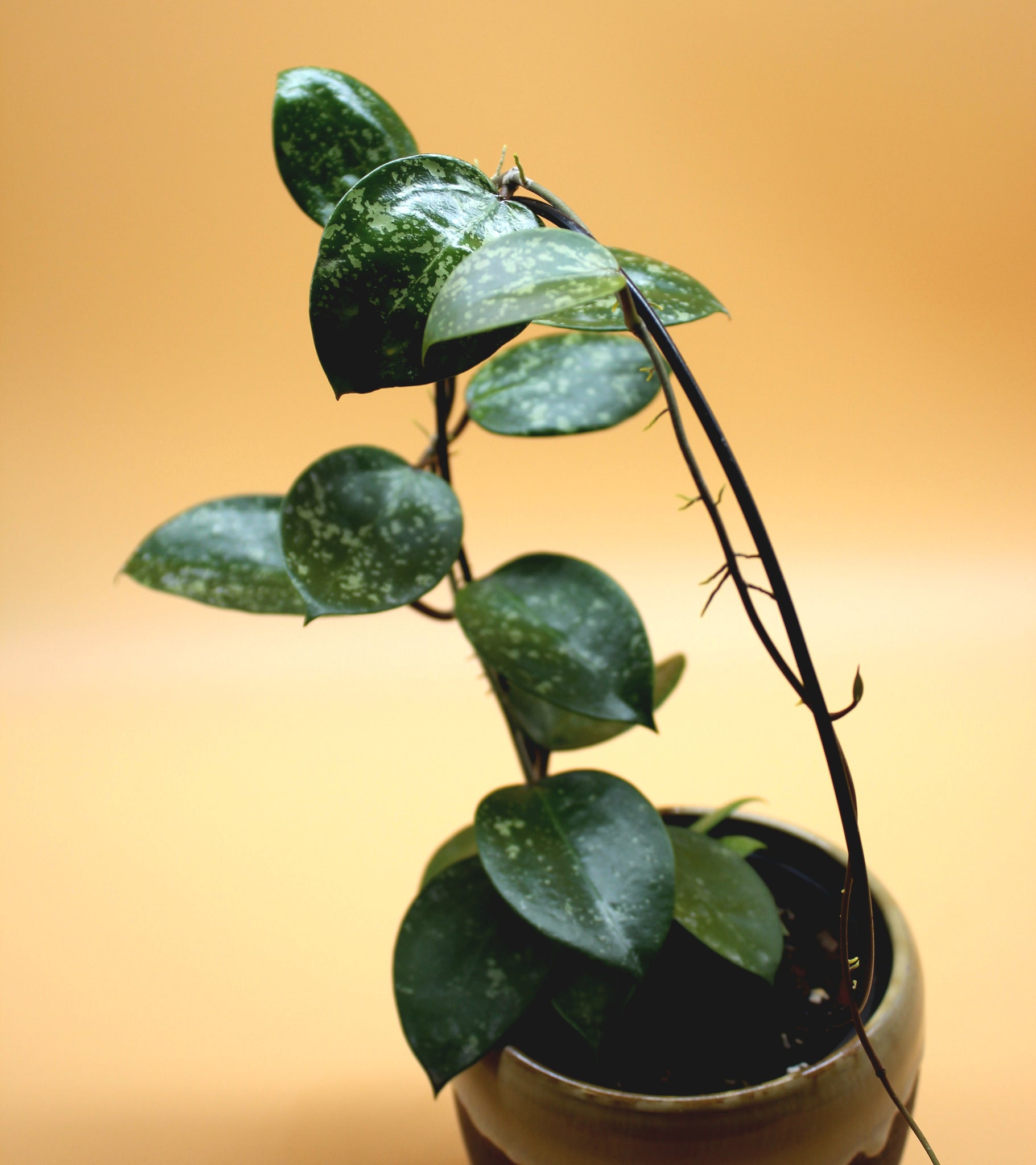 Hoya parasitica heart leaf splash
