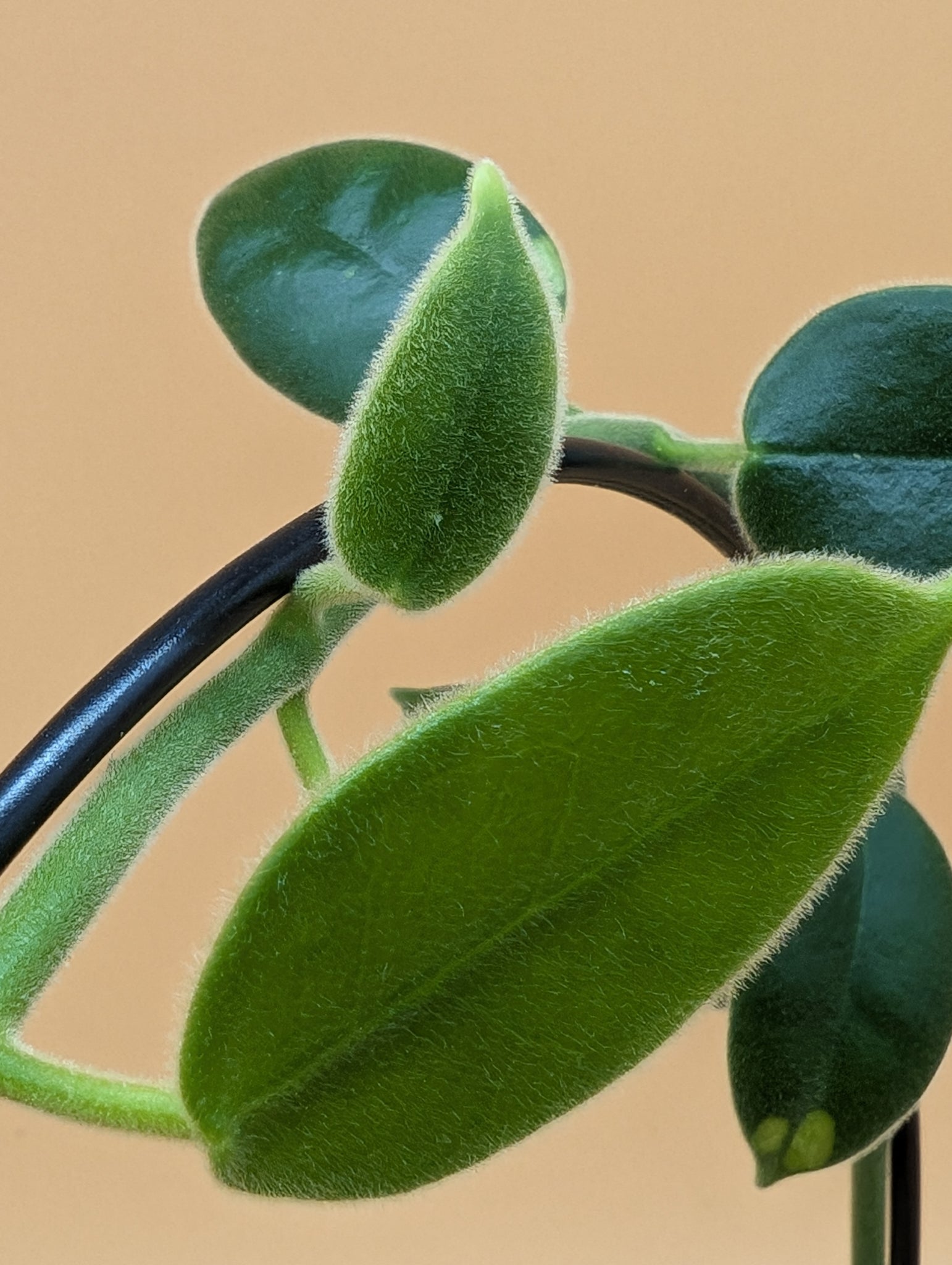 Hoya ciliata