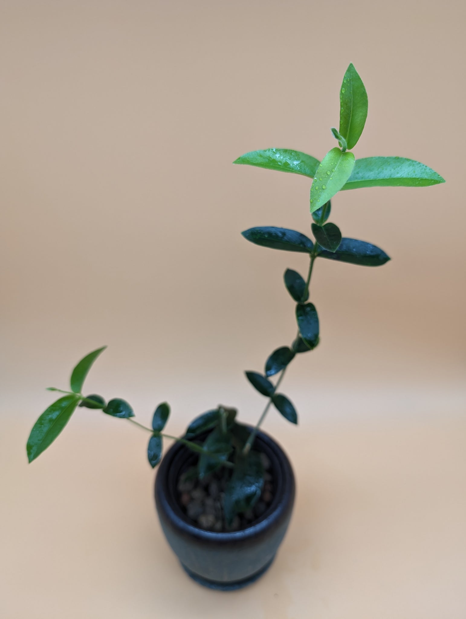 Hoya densifolia --Plant Bro