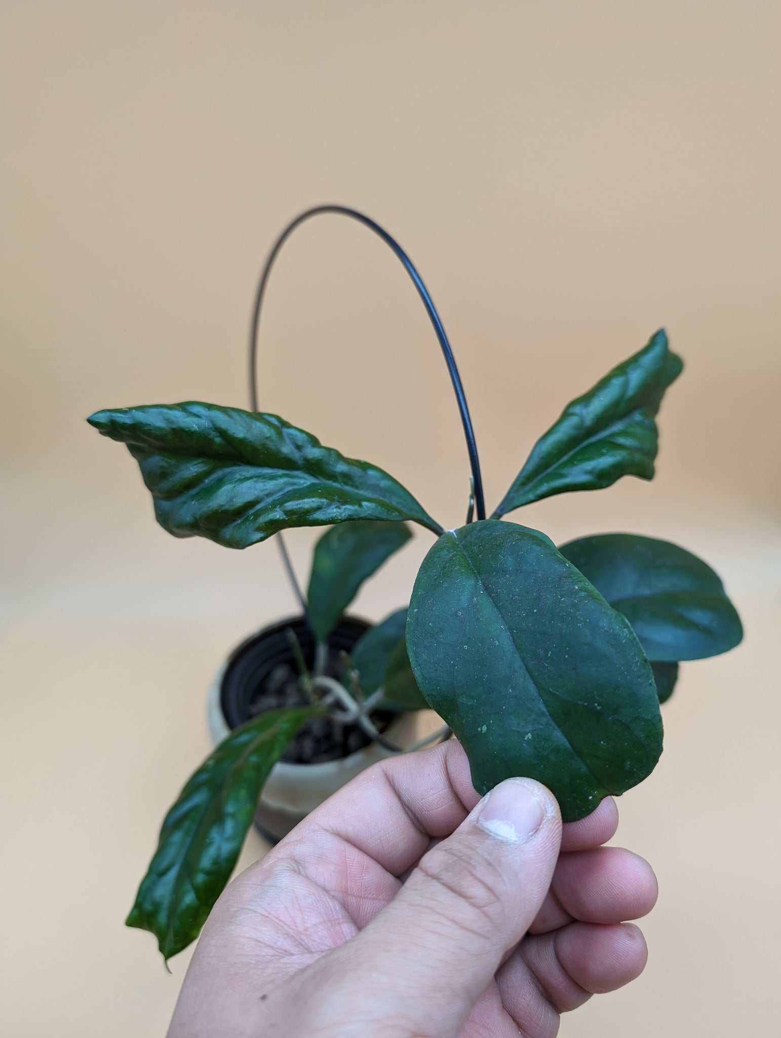 Hoya viola (Hoya deykeae x Hoya vitellina) -- plantbro