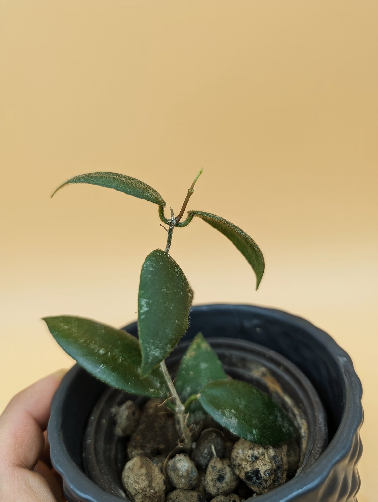 Hoya Caudata Sumatra