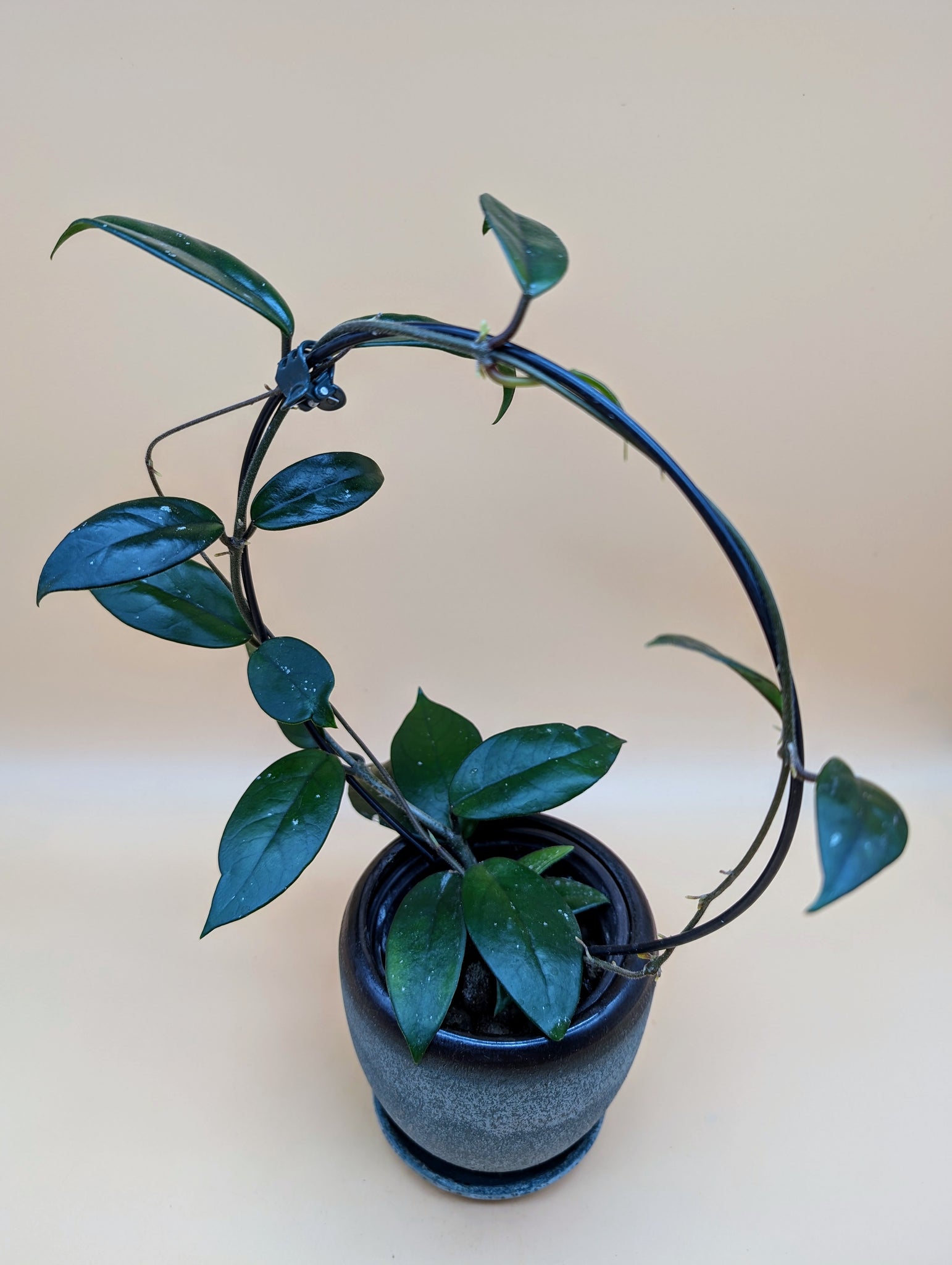 Hoya dasyantha