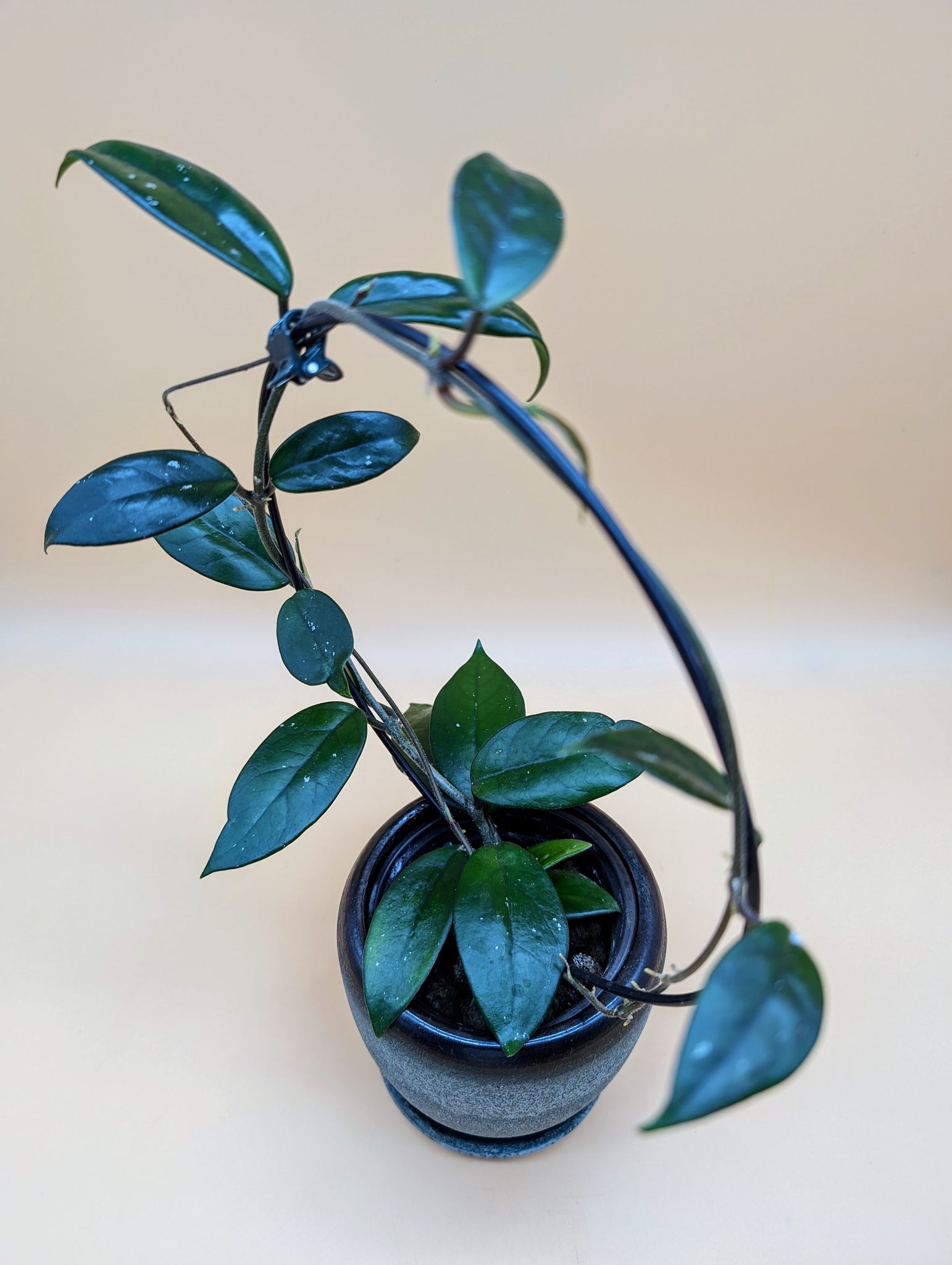 Hoya dasyantha