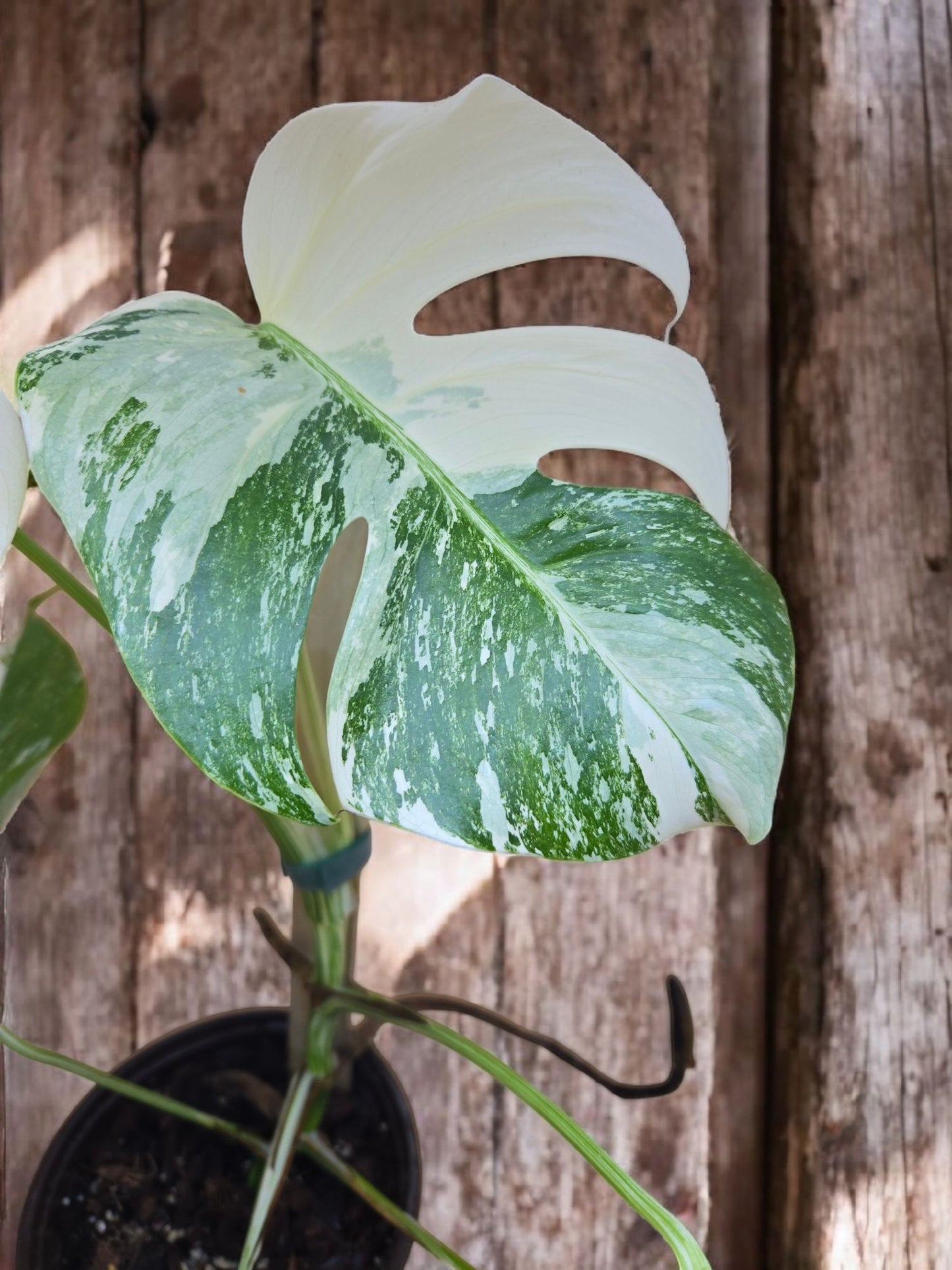 Monstera albo