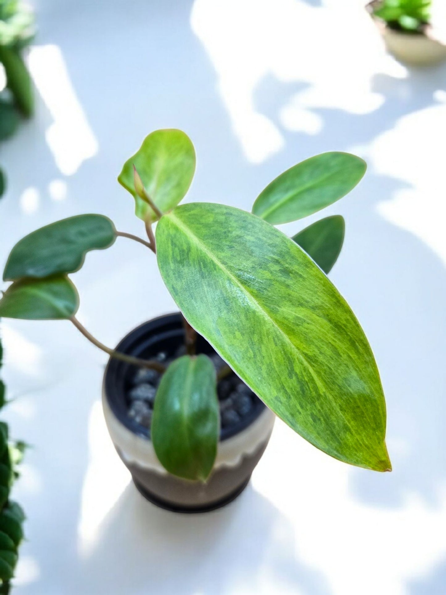 Philodendron painted lady