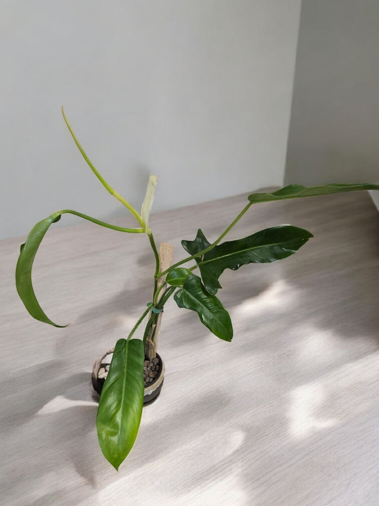 Philodendron Jerry Horne