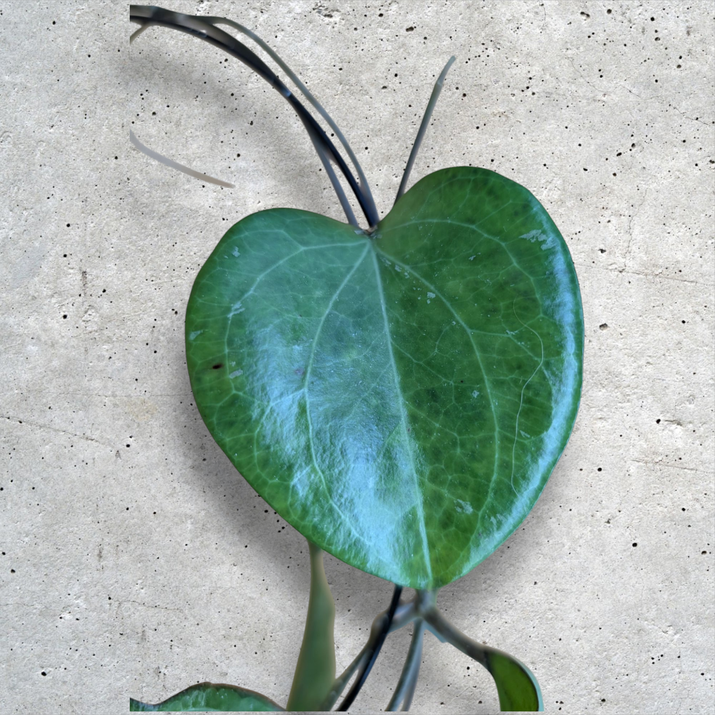 Hoya Balaensis