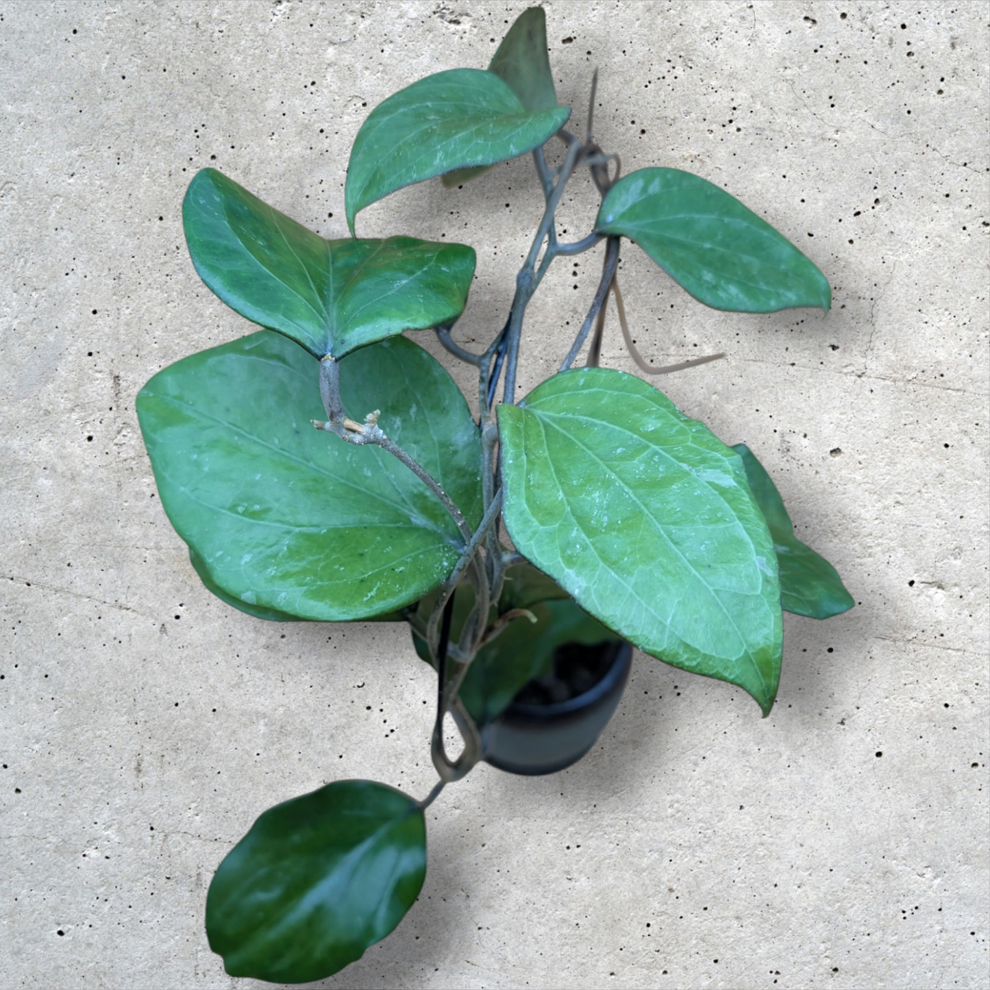 Hoya Balaensis