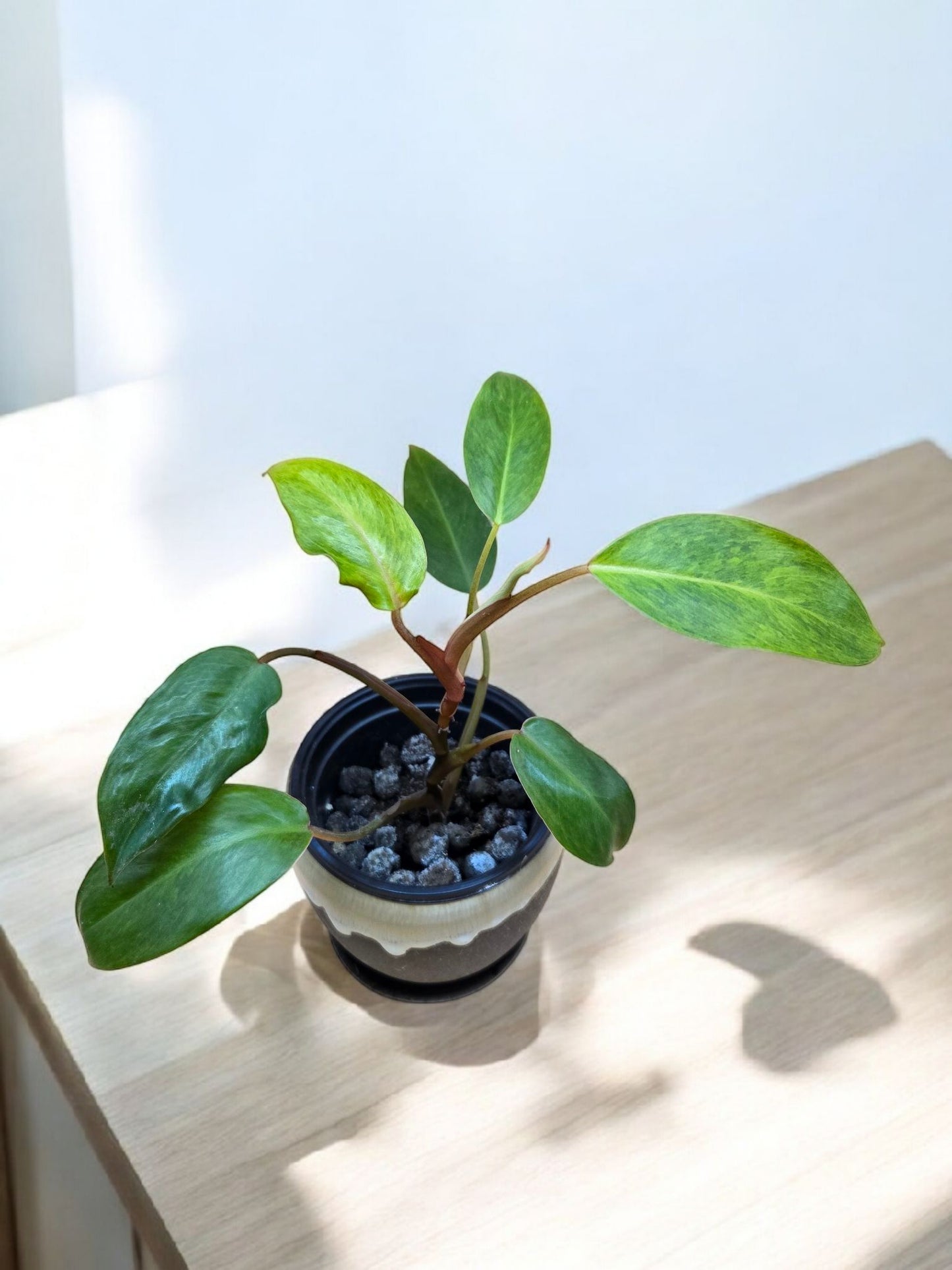 Philodendron painted lady