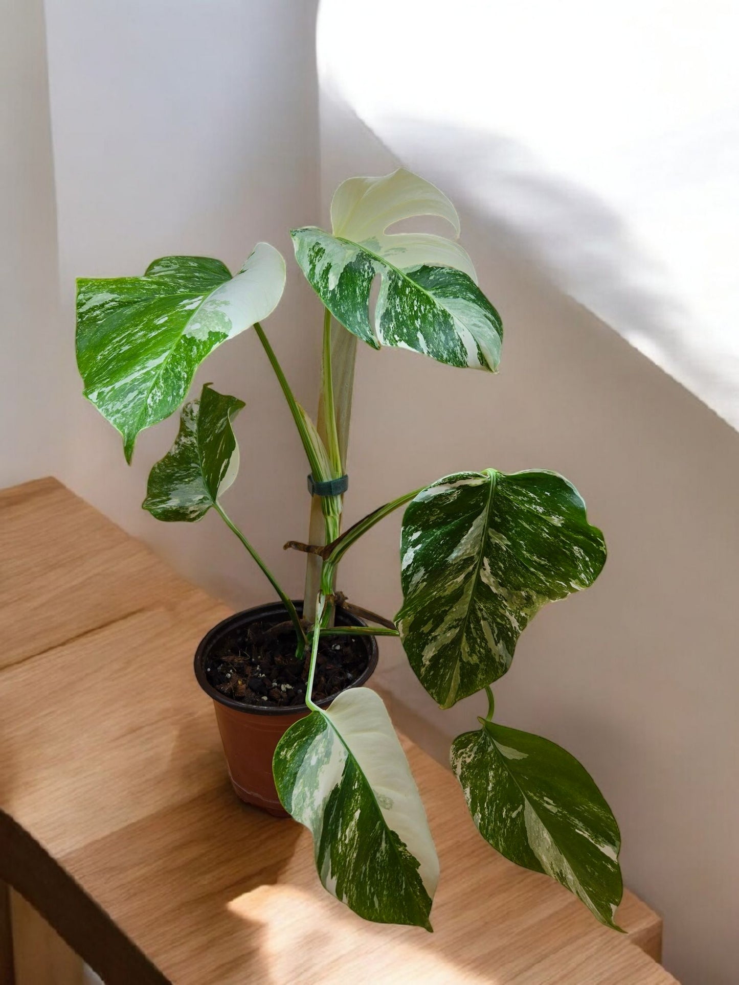 Monstera albo