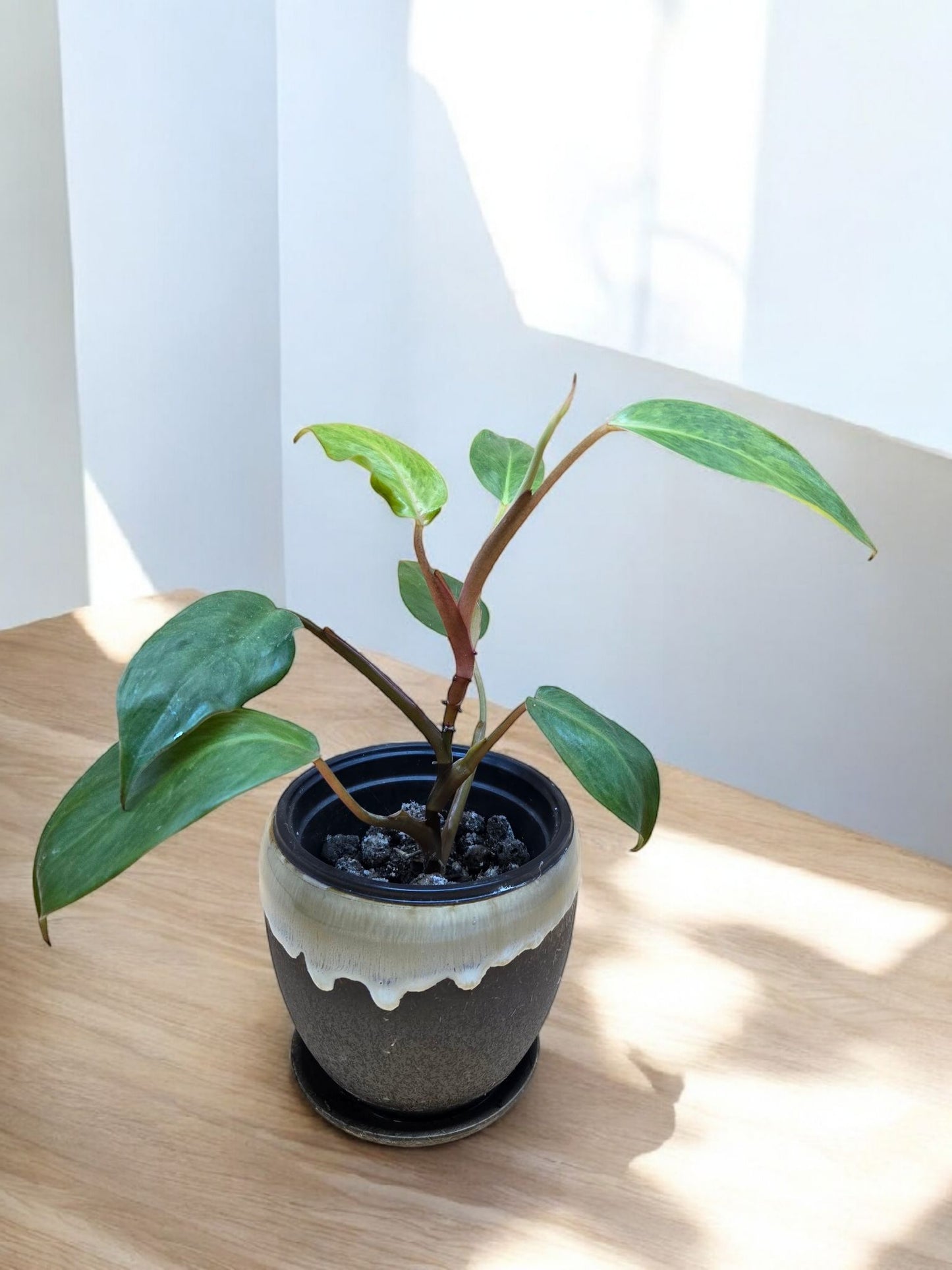 Philodendron painted lady