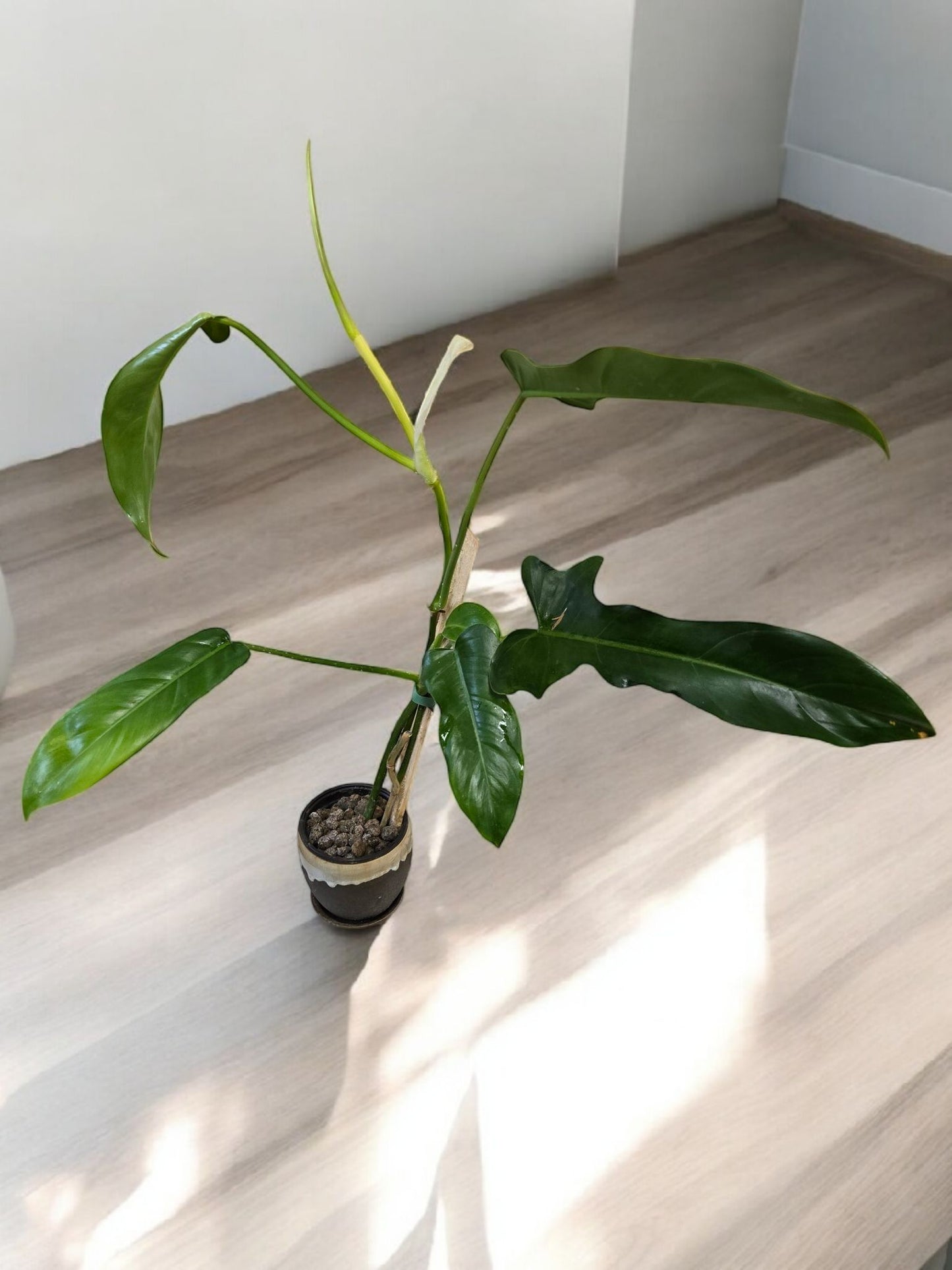 Philodendron Jerry Horne