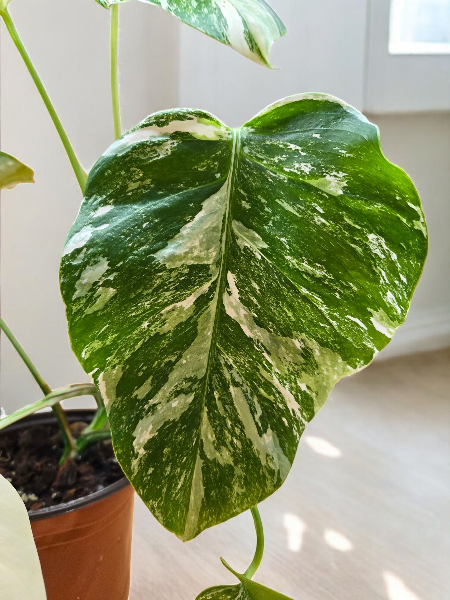 Monstera albo