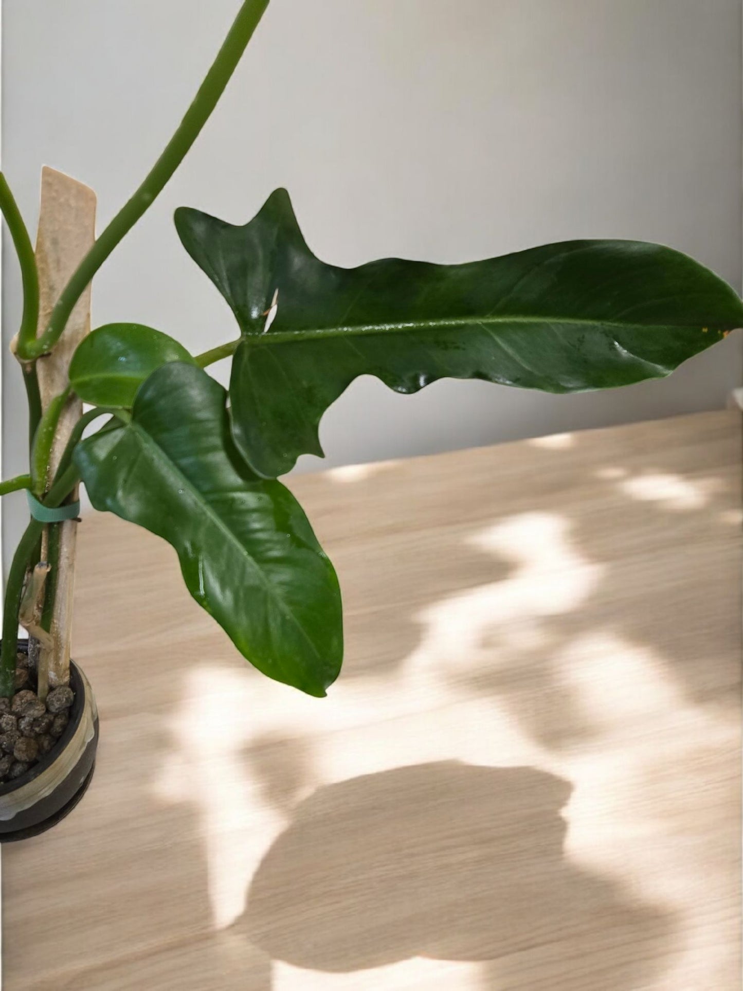 Philodendron Jerry Horne