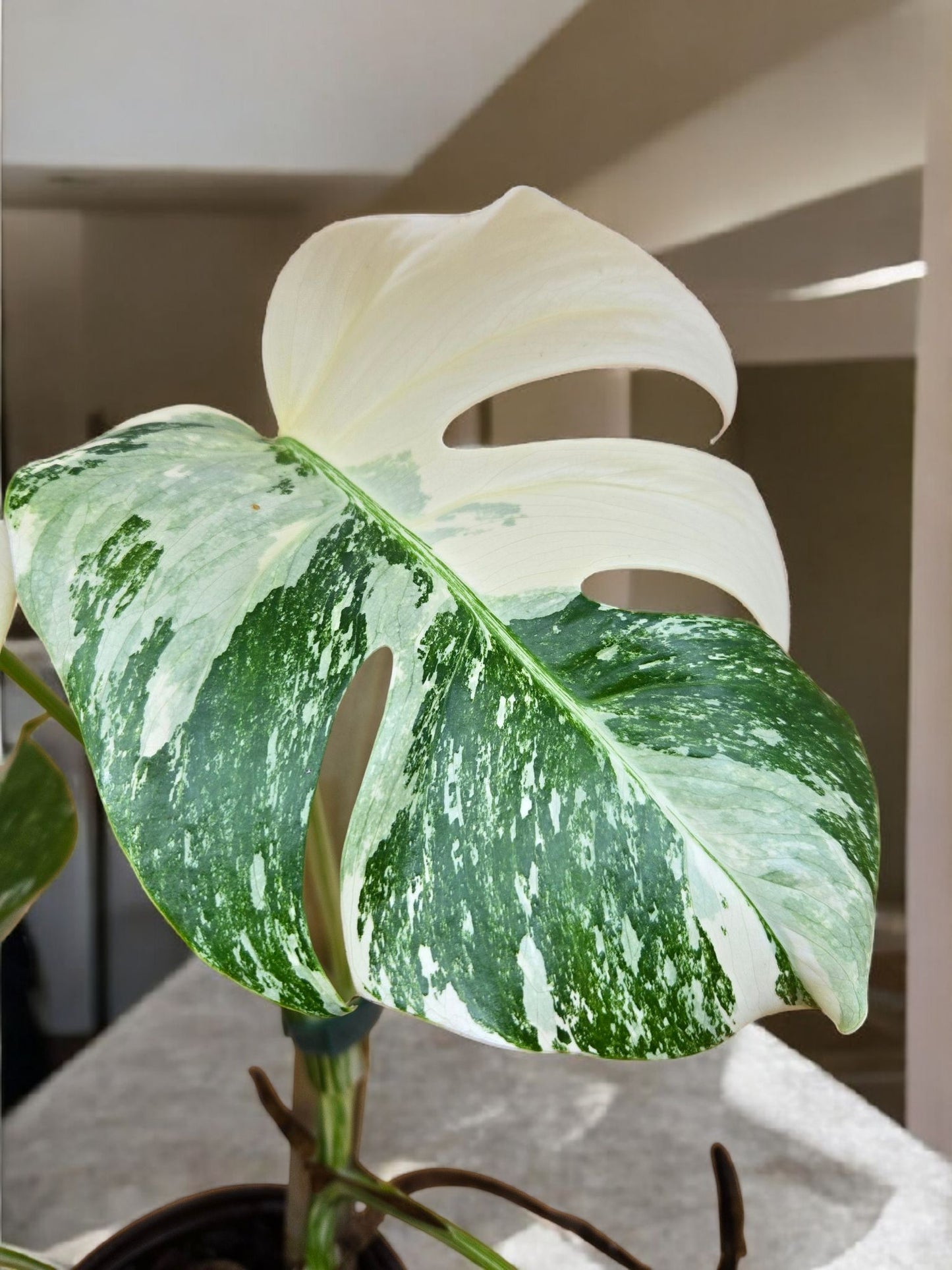 Monstera albo