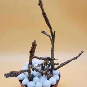 A small plant with white balls in it