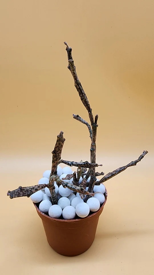 A small plant with white balls in it