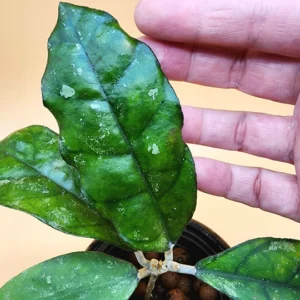 A person touching the leaves of a plant.