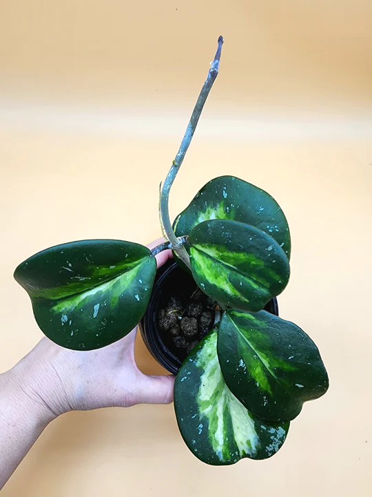 A person holding a plant in their hand.