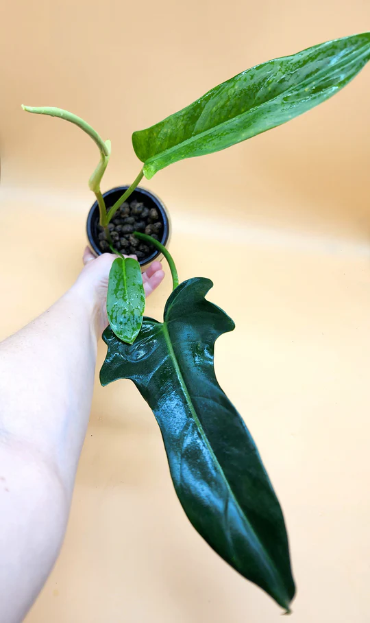 A person holding up a plant with leaves on it.