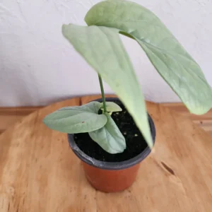 A plant is sitting on the table in a pot.