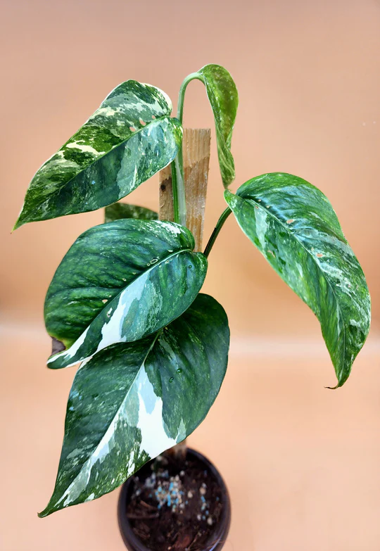 A plant that is sitting in the dirt.