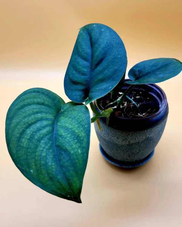 A blue plant in a pot on the table