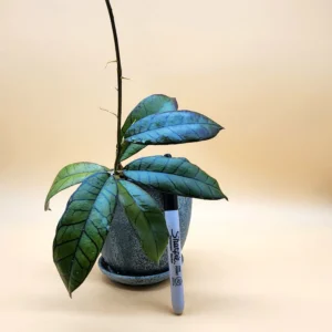 A plant with leaves in it is sitting on the table.