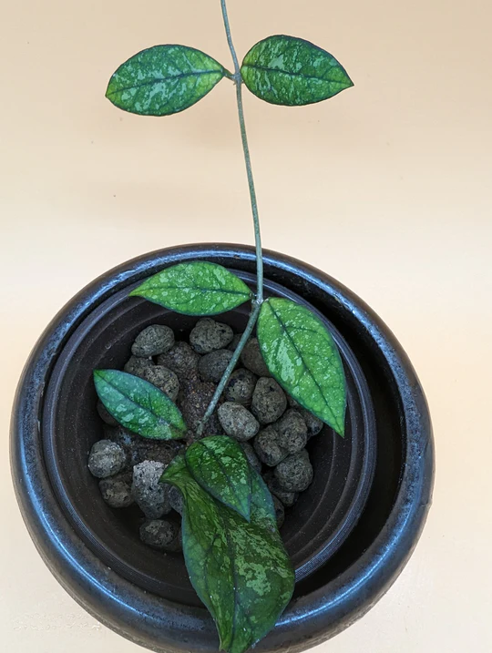 A plant in a black pot with some small balls