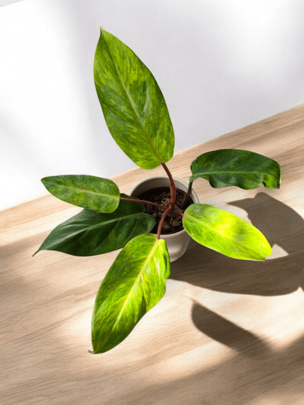 Philodendron Painted Lady