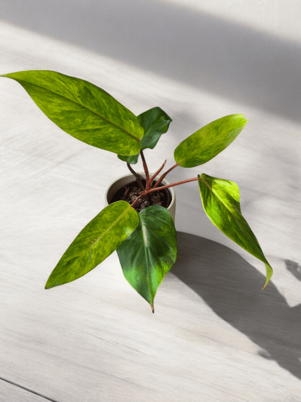 Philodendron Painted Lady - Image 4