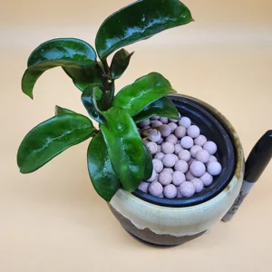 A plant with small balls in it is sitting on the table.