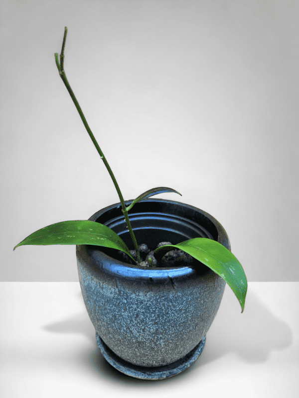 A plant in a blue pot on top of a table.