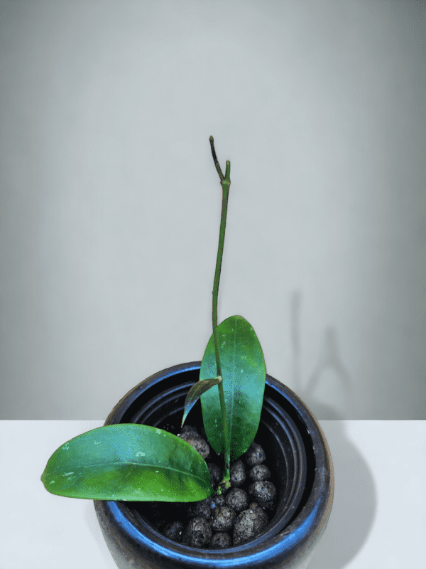 A plant in a black pot on the table