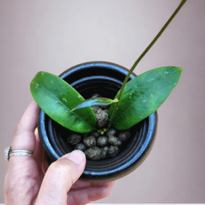 A person holding a plant in their hand.