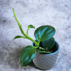 A plant is sitting in a cement pot.