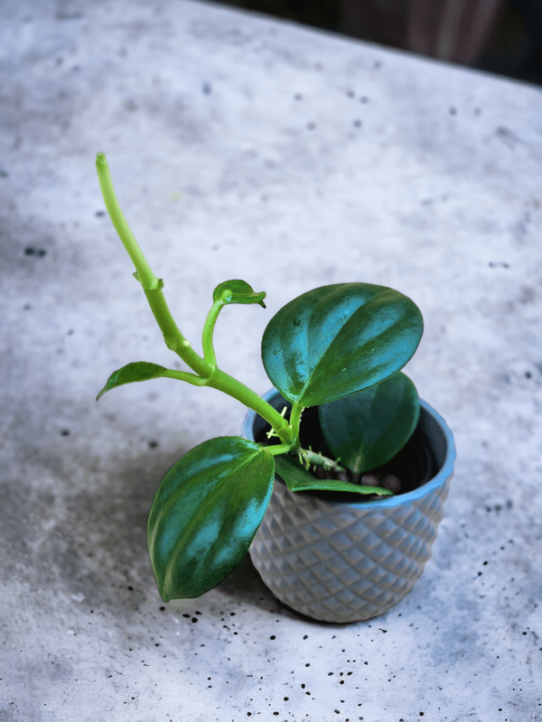 A plant is sitting in a cement pot.