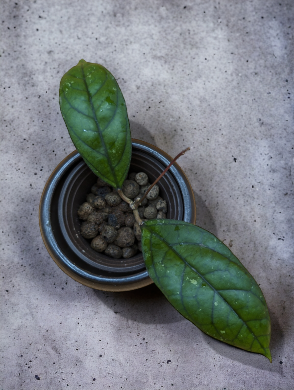 A plant with two leaves and some beans in it