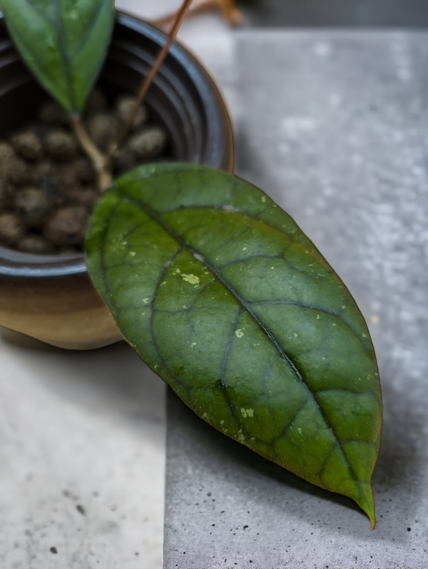 A green leaf sitting next to a pot of beans.