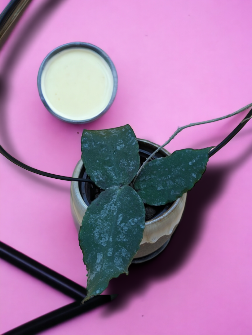 A plant and a cup of liquid on a table.