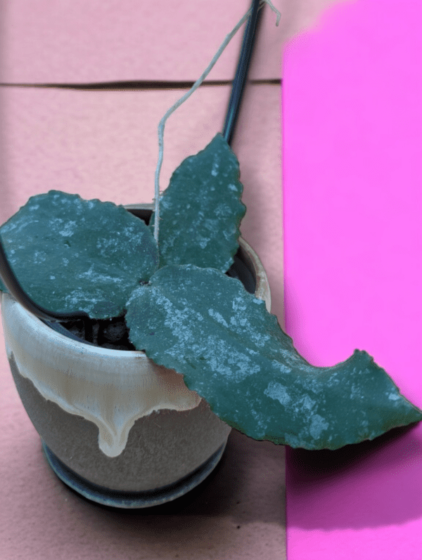 A plant that is sitting in a cup.